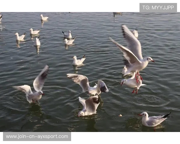 蜂军希望通过冲击力打乱海鸥节奏